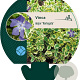 Vinca major 'Variegata' GM P9