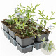 Vinca minor GM P9