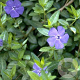 Vinca minor GM P9