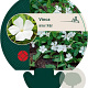 Vinca minor 'Alba' GM P9