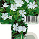 Vinca minor 'Alba' GM P9