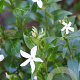 Vinca minor 'Alba' GM P9