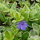Vinca minor 'Argenteovariegata' GM P9