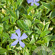 Vinca minor 'Argenteovariegata' GM P9