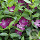 Vinca minor 'Atropurpurea' GM P9
