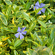 Vinca minor 'Aureovariegata' GM P9