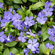 Vinca minor 'Dart's Blue' GM P9
