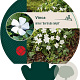 Vinca minor 'Gertrude Jekyll' GM P9