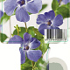 Vinca minor 'Marie' GM P9