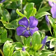 Vinca minor 'Ralph Shugert' GM P9
