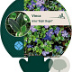 Vinca minor 'Ralph Shugert' GM P9