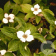Cornus canadensis GM P9