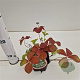 Cornus canadensis GM P9