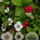 Cornus canadensis GM P9