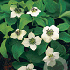Cornus canadensis GM P9