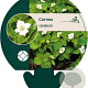 Cornus canadensis GM P9
