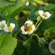 Fragaria moschata GM P9