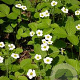 Fragaria moschata GM P9