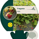 Fragaria vesca GM P9