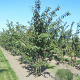 Prunus yedoensis 450-500 cm draadkluit meerstammig
