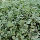 Acaena buchananii GM P9