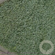 Acaena buchananii GM P9