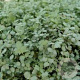 Acaena buchananii GM P9