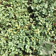 Acaena buchananii GM P9