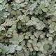 Acaena magellanica GM P9