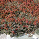 Acaena microphylla 'Kupferteppich' GM P9