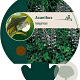Acanthus hungaricus GM P9