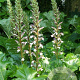 Acanthus mollis GM P9