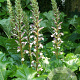 Acanthus mollis GM P9