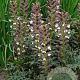 Acanthus mollis 'Latifolius' GM P9