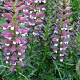 Acanthus spinosus GM P9