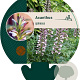 Acanthus spinosus GM P9