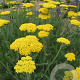 Achillea 'Coronation Gold' GM P9