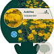 Achillea 'Coronation Gold' GM P9