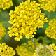 Achillea 'Coronation Gold' GM P9