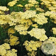Achillea 'Credo' GM P9