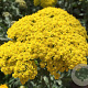 Achillea filipendulina GM P9
