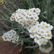 Achillea kellereri GM P9