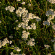 Achillea millefolium GM P9