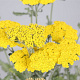 Achillea 'Moonshine' GM P9