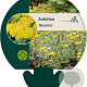 Achillea 'Moonshine' GM P9