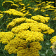 Achillea 'Moonshine' GM P9