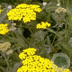 Achillea 'Moonshine' GM P9