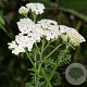 Achillea nobilis GM P9