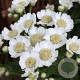 Achillea ptarmica 'Nana Compacta' GM P9
