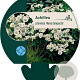 Achillea ptarmica 'Nana Compacta' GM P9